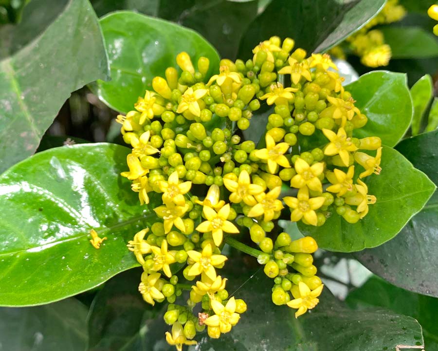 Psychotria capensis, Wild Coffee - panicles of yellow flowers in spring