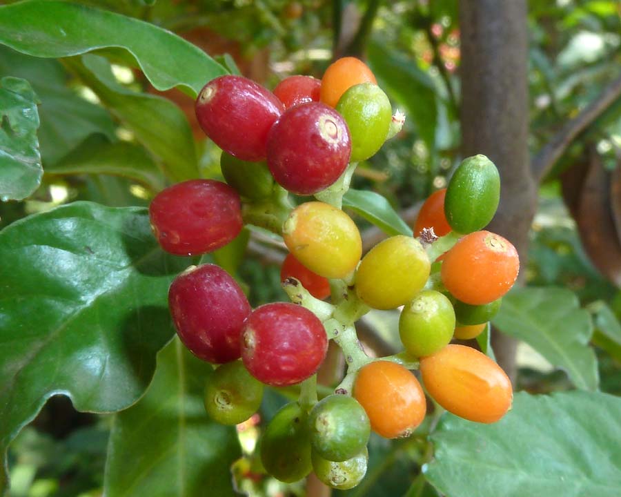 Psychotria capensis, Wild Coffee - photo JMK