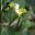 Psychotria capensis, Wild Coffee