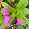 Ruellia macrantha - pink flowers