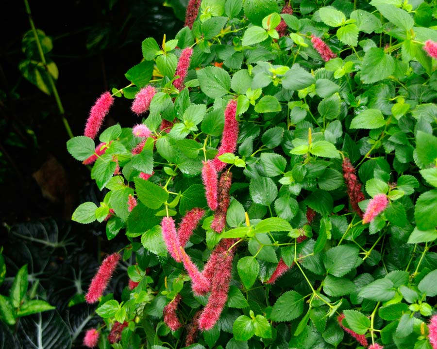 Acalypha hispaniolae - Hispaniola Cat's Tail - Crimson catkin-like flower spikes.