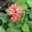 Ruspolia seticalyx syn. eranthemum seticalyx - clusters of red flowers
