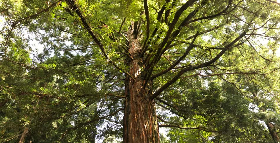 Sequoia sempervirens, the Redwood Tree