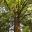 Sequoia sempervirens, the Redwood Tree