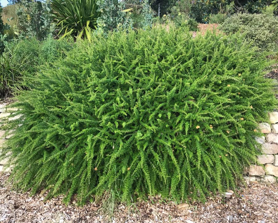 Grevillea juniperina Molongolo low growing Australian native shrub