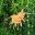 The apricot spider like flowers of Grevillea juniperina Molongolo