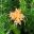 The apricot spider like flowers of Grevillea juniperina Molongolo