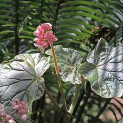 Begonia scharffii 