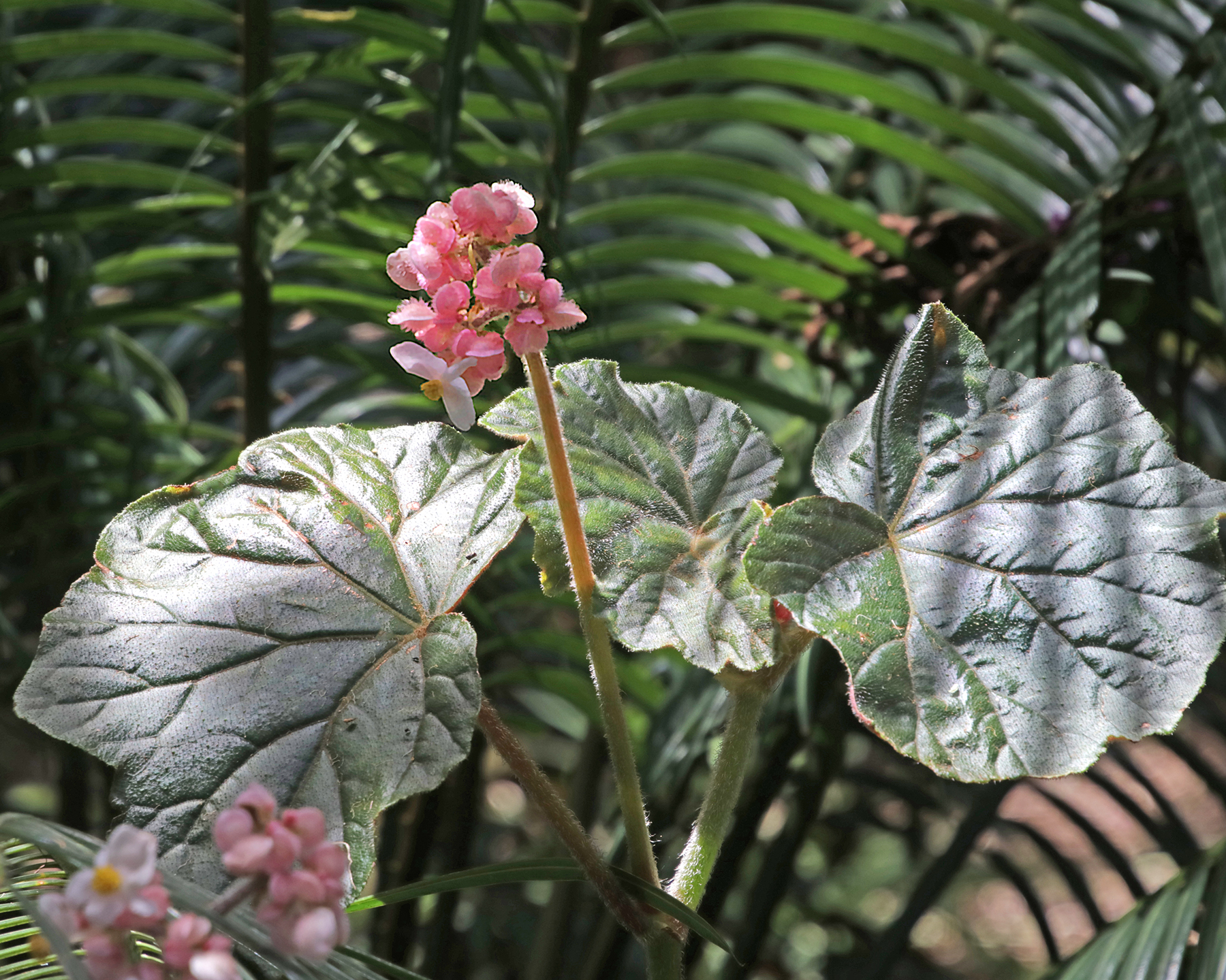 Begonia scharffii