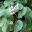 Begonia scharffii