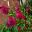 Deep pink bottle-brush flowers of Callistemon 'Hot Pink'