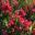 Callistemon viminalis 'Rose Opal' showy pink red bottle-brush flowers