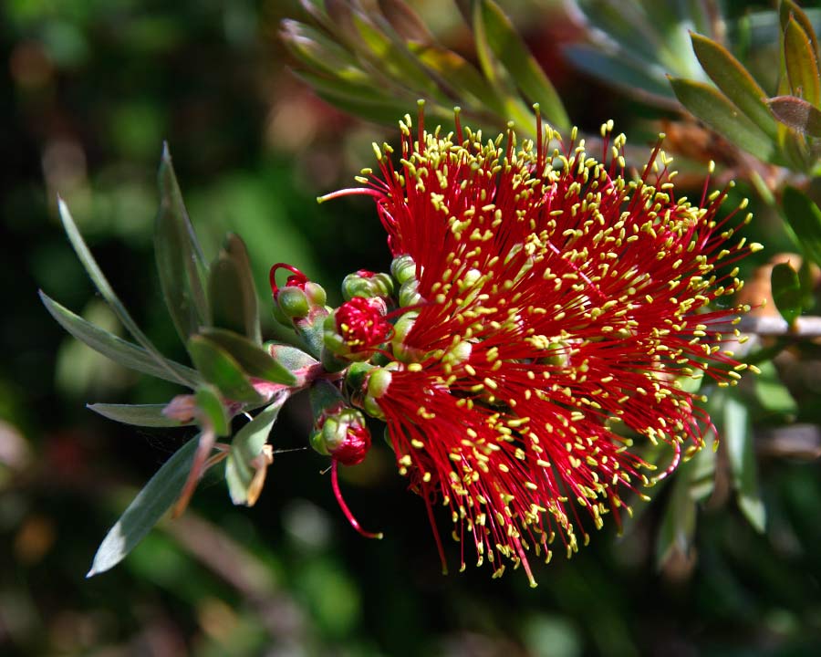 Red Bottle-brush flowers - Callistemon 'Adina'
