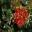 Red Bottle-brush flowers - Callistemon 'Adina'
