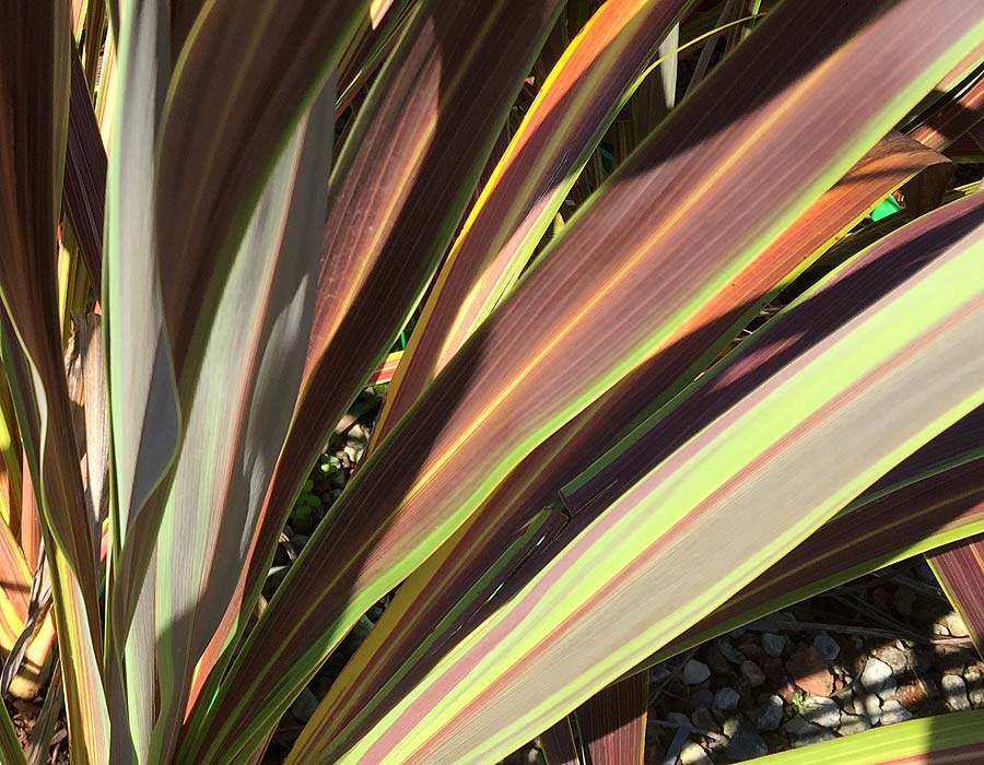 Cordyline 'Electric Star'  Bright Green and Chocolate striped leaves