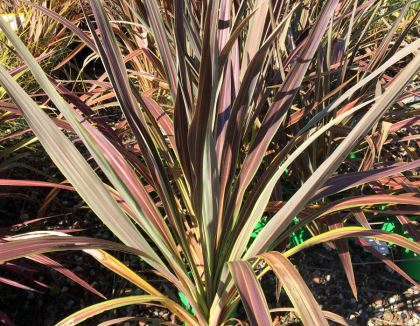 Cordyline 'Electric Star'  Bright Green and Chocolate striped leaves