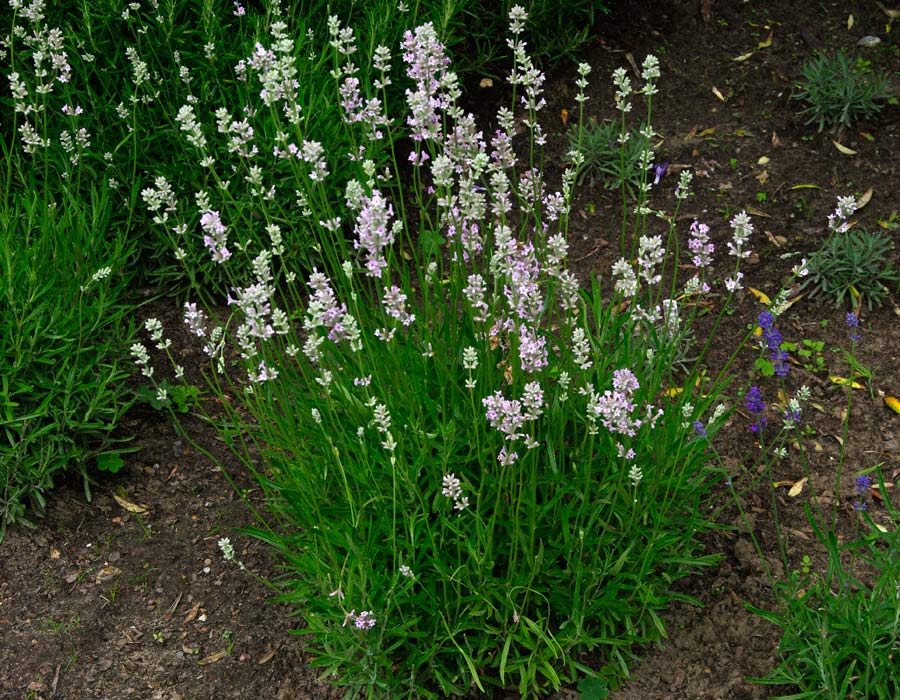 Lavandula angustifolia - new variety of lavender hybrid Loddon Pink