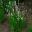 Lavandula angustifolia - new variety of lavender hybrid Loddon Pink