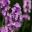 Lavandula angustifolia ssp Angustifolia 'Melissa Lilac' mauve coloured flowers
