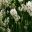 Lavandula angustifolia ssp Angustifolia 'Purity' - white flowers