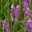 Lavandula angustifolia ssp Angustifolia 'Loddon Blue' mauve flowers