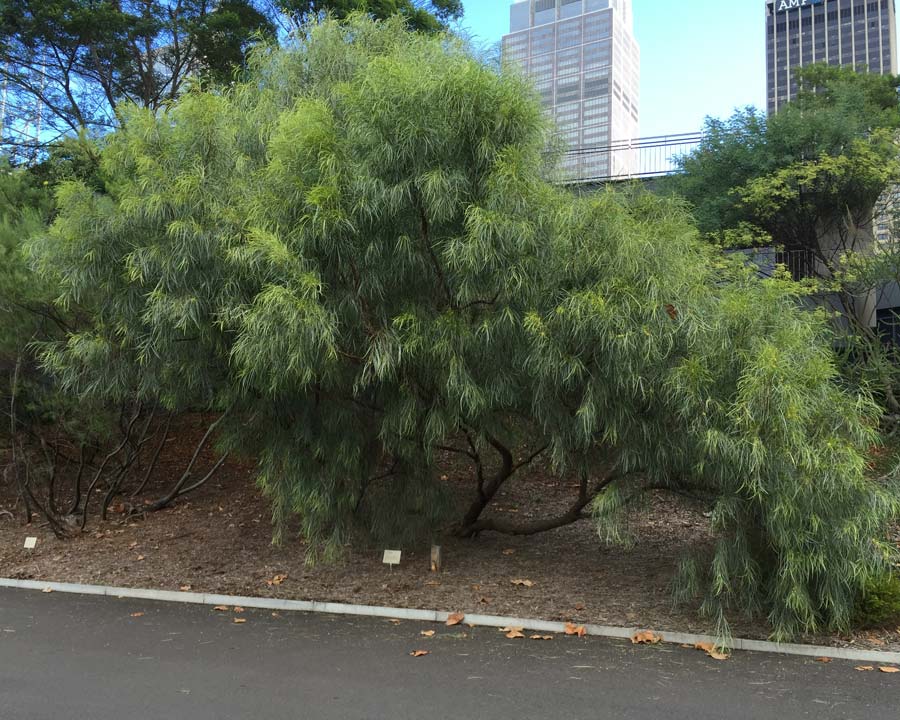 Acacia coriacea subsp. pendens