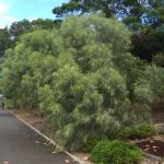 Acacia coriacea 