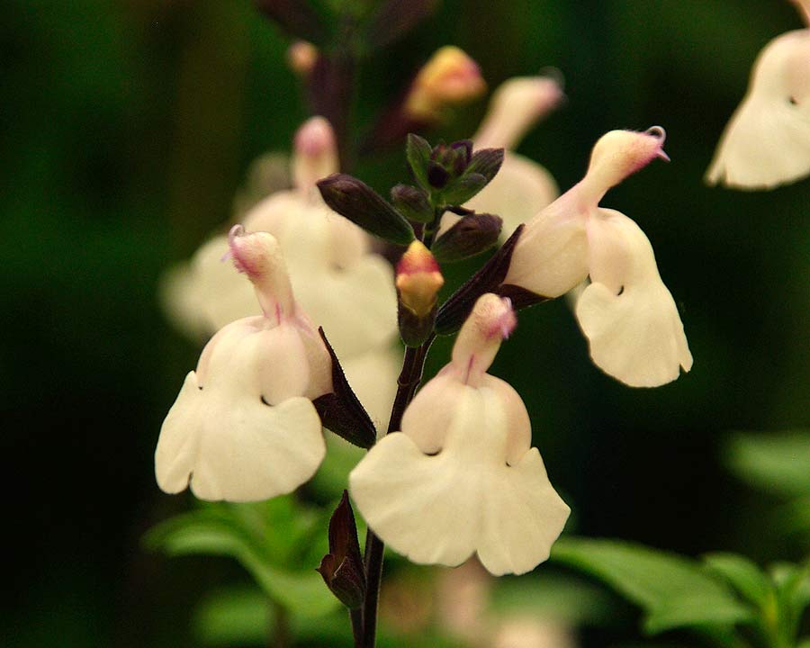Salvia greggii 'Glimmer' Cream flowers with a pink blush