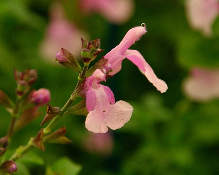 Salvia greggii 'Lara' - two tone pink flowers