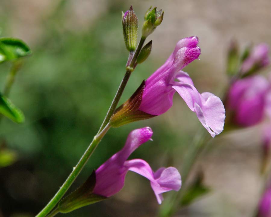 Salvia greggii 'Playa Rosa'  Pink flowers