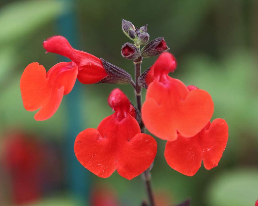 Salvia greggii 'Royal Bumble' has bright red flowers