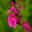 Salvia greggii 'Icing Sugar' - Deep pink flowers