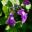 Salvia greggii 'Nesa Azure' - soft purple flowers