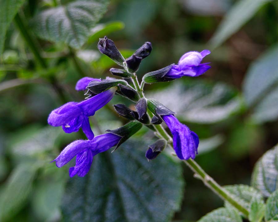 Salvia coahuilensis - produces purple flowers all summer and into autumn
