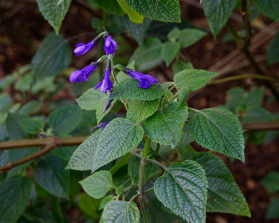 Salvia coahuilensis - produces purple flowers all summer and into autumn