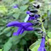Salvia guaranitica 'Costa Rican Blue'
