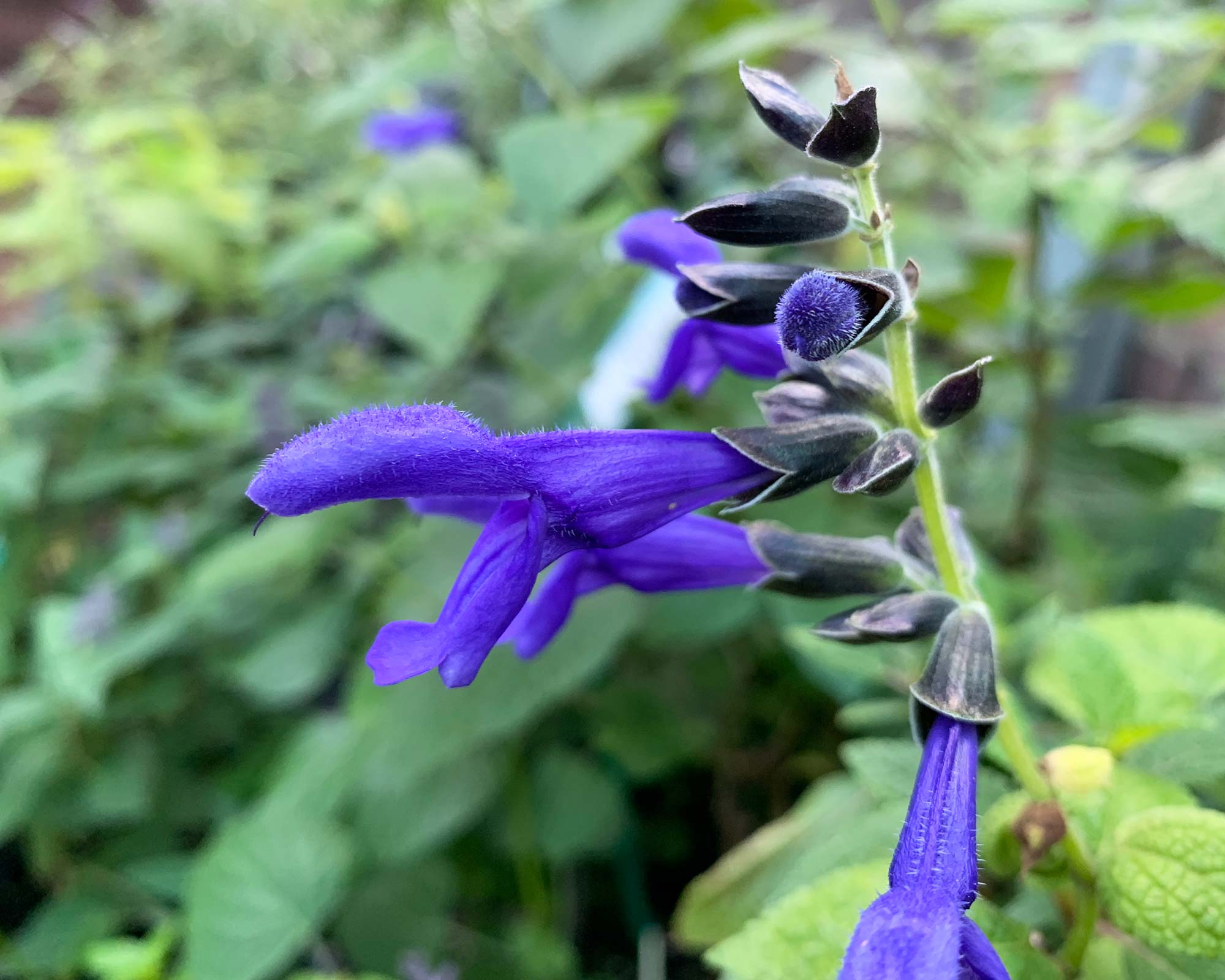 Salvia guaranitica 'Costa Rican Blue'