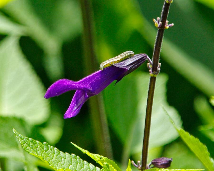 Salvia guaranitica -'Amistad' has deep purple flowers. This caterpillar finds them very tasty