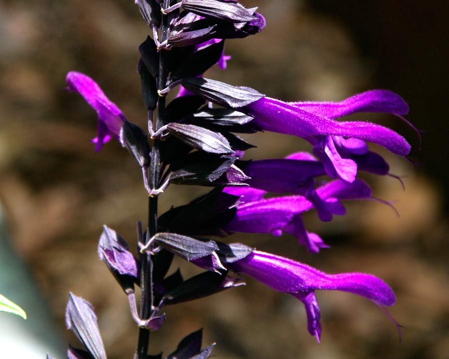 Salvia guaranitica - anise-scented sage 'Amistad' has deep purple flowers and almost black calyces