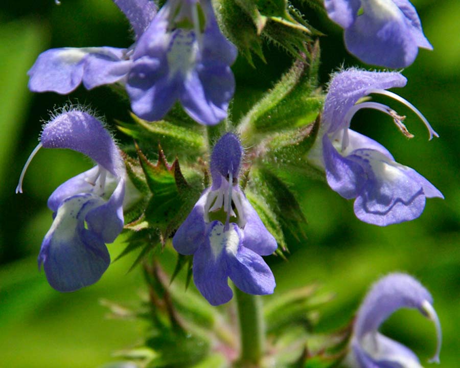 Salvia pallida - pale lavender blue two lipped flowers