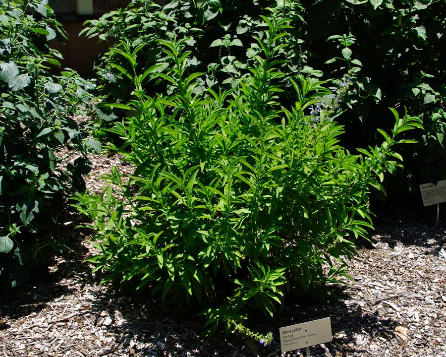Saliva pallida - Pale Sage - will grow to 0.8m by 1.2m wide