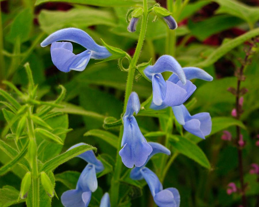 Salvia patens 'Cambridge Blue' has pale blue flowers