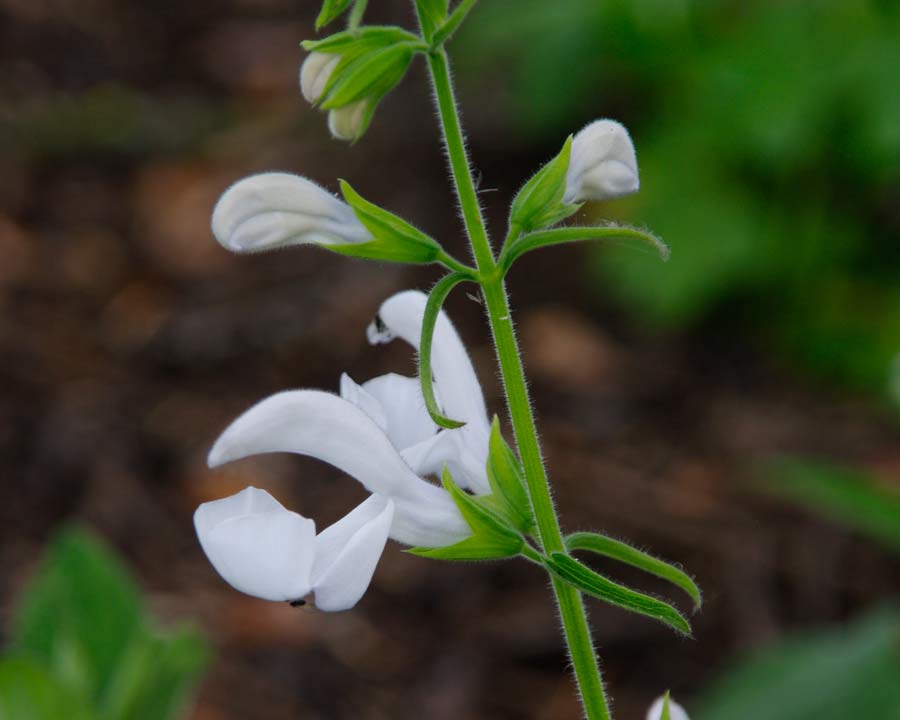 Salvia patens 'White Trophy' - pure white flowers