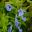 Salvia patens 'Cambridge Blue' has pale blue flowers