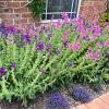 Salvia viridis - colourful addition to a cottage border
