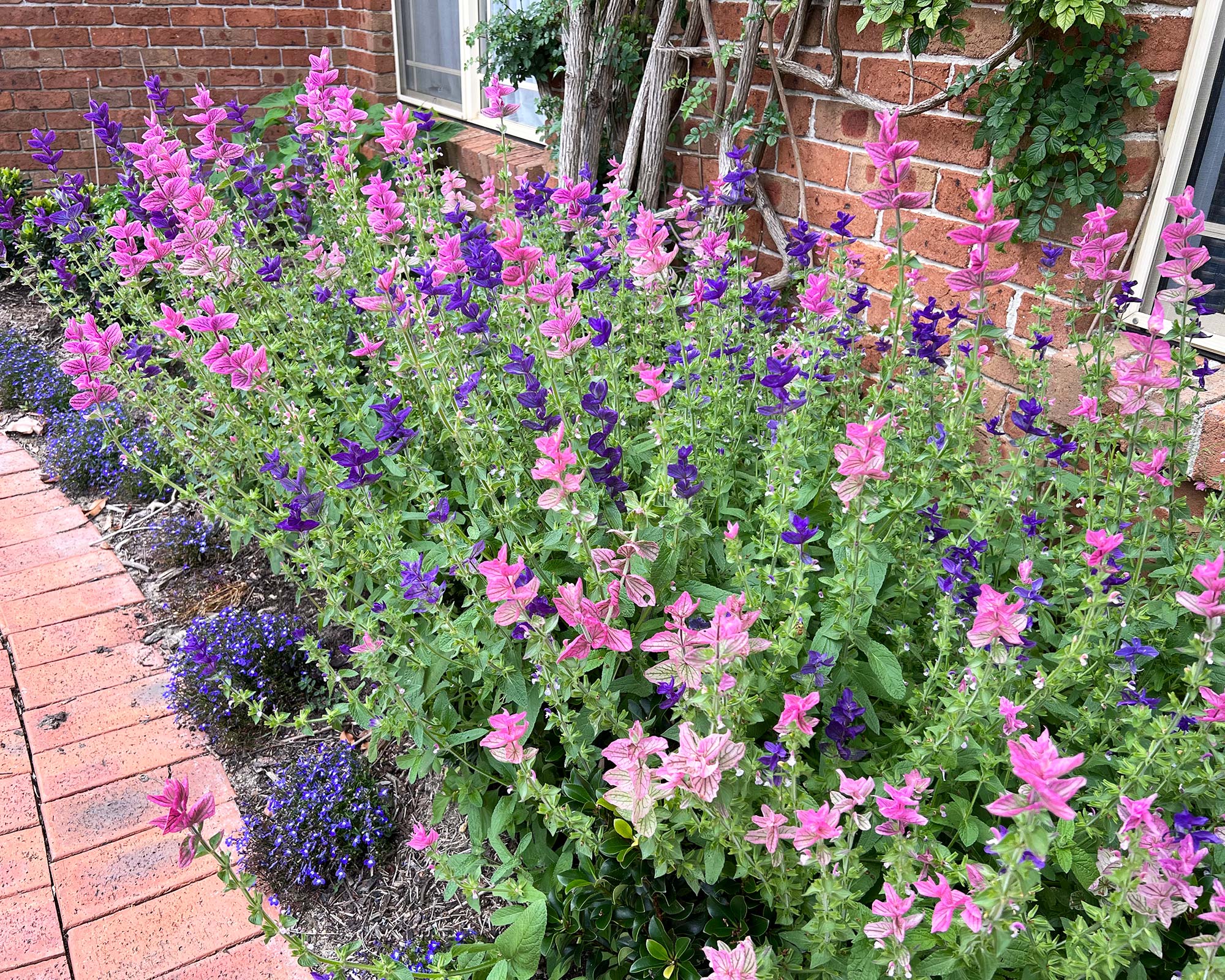 Salvia viridis - purple and pink bracts add colour to your flower beds