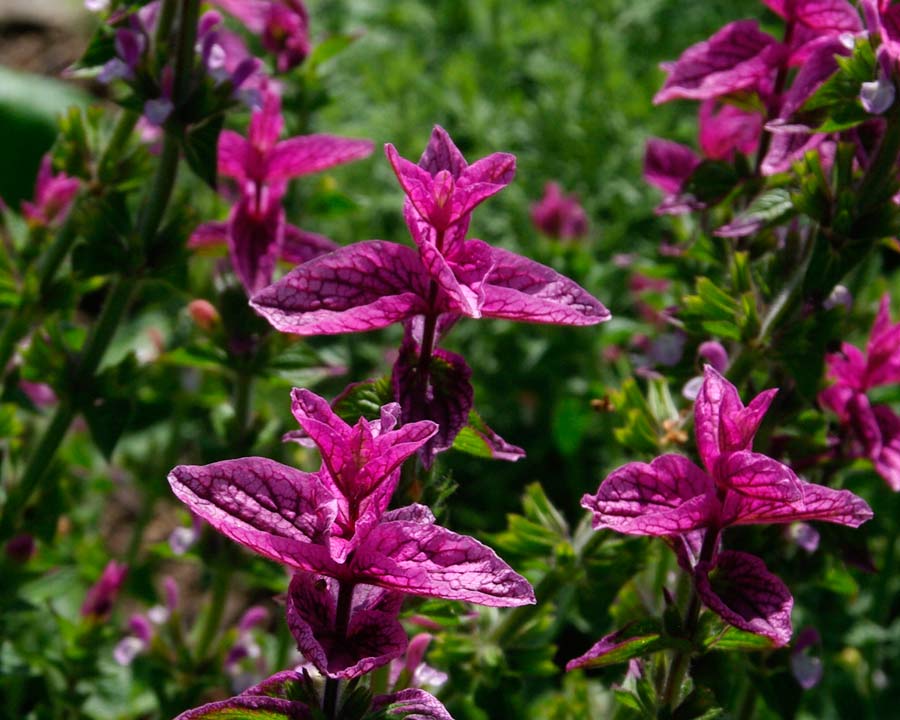 Salvia viridis 'Pink Clary' - Pink bracts long lasting colour in flower arrangements