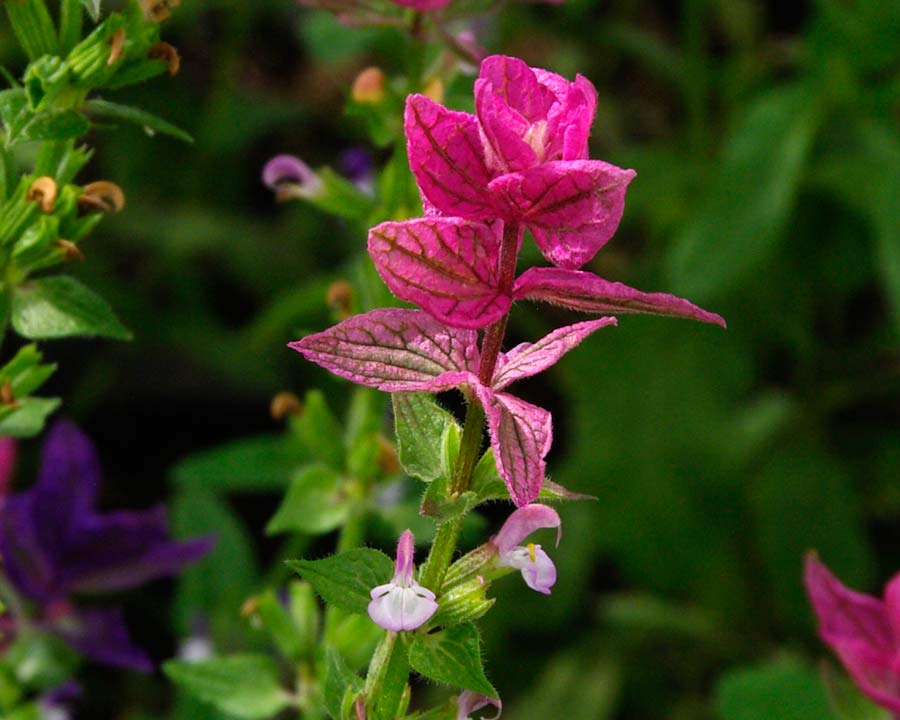 Salvia viridis -Pink form has small pink and white flowers below bright pink bracts at the tip of the flower spike
