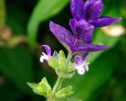 Salvia viridis - purple bracts with small white and purple flowers matching the bracts