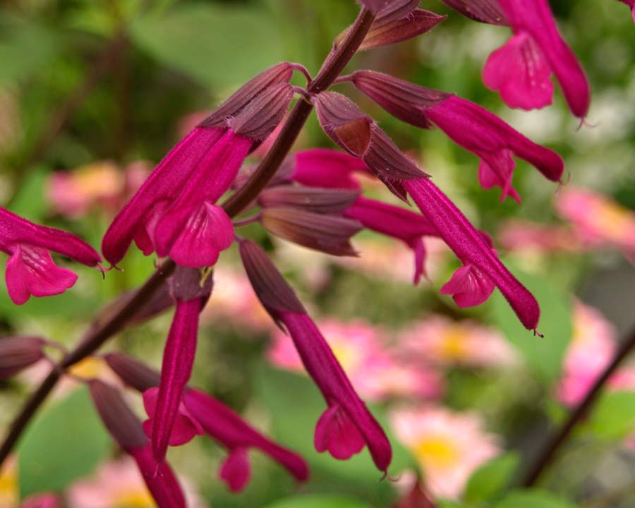 Salvia x buchananii 'Love and Wishes' - part of Salvia Wish collection with part of proceeds being donated to Make a Wish Foundation Australia